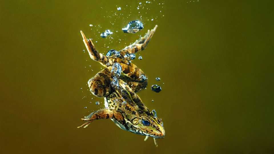 Mummified reptiles are revealing how breathing evolved