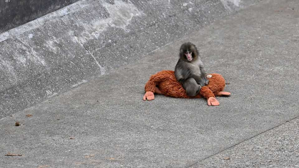 Punch, a young Japanese macaque, has hit a nerve
