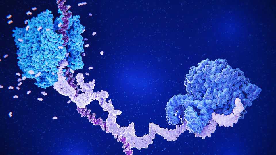 The human genome encodes for a new category of molecule