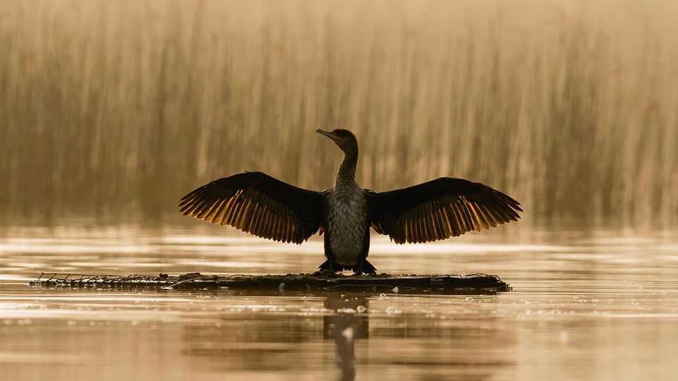 What the world’s most hated avian reveals about people