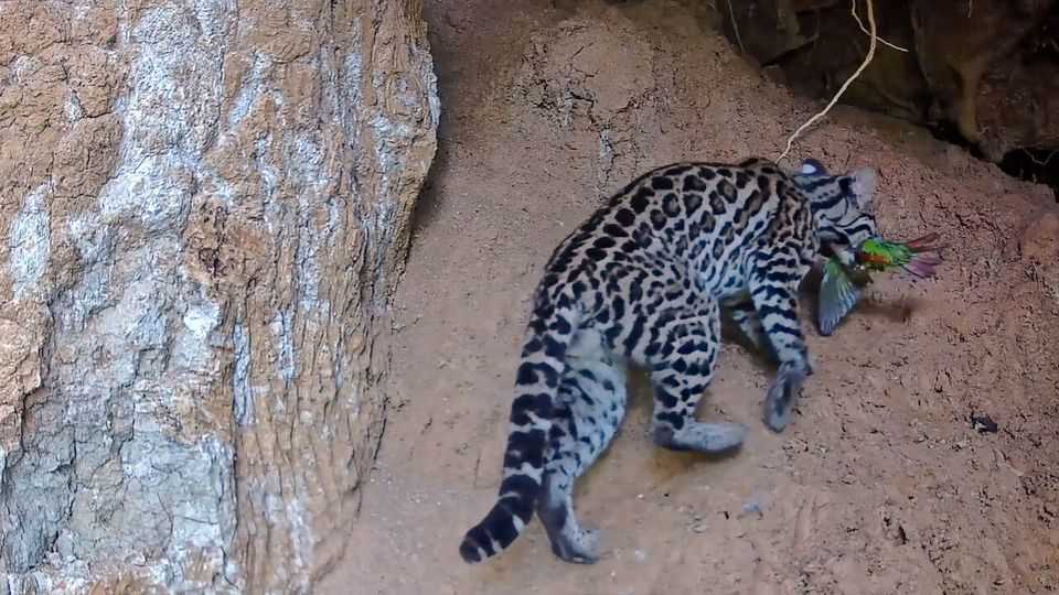 Where should predators hang out if there are no watering holes?