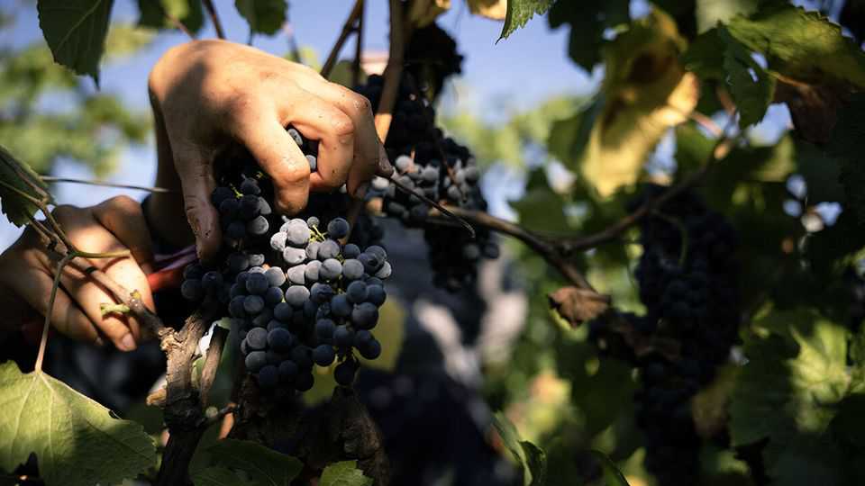 Why a new, playful style of wine is delighting drinkers