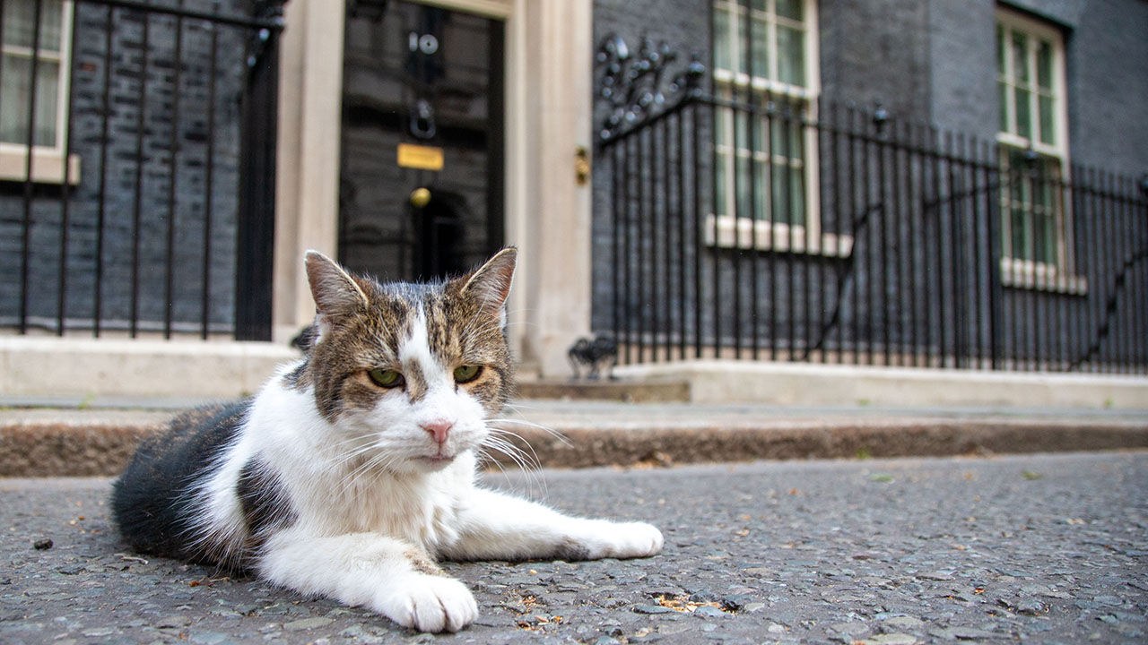Lessons from a cat about to outlast yet another prime minister