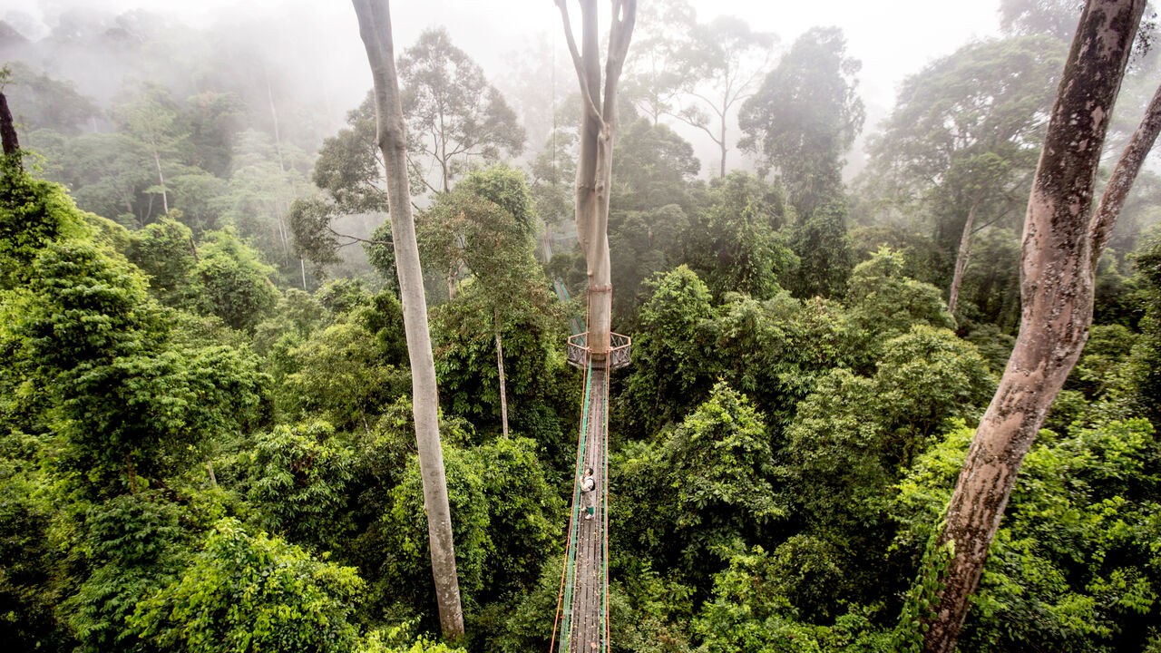 How the biggest trees survive droughts