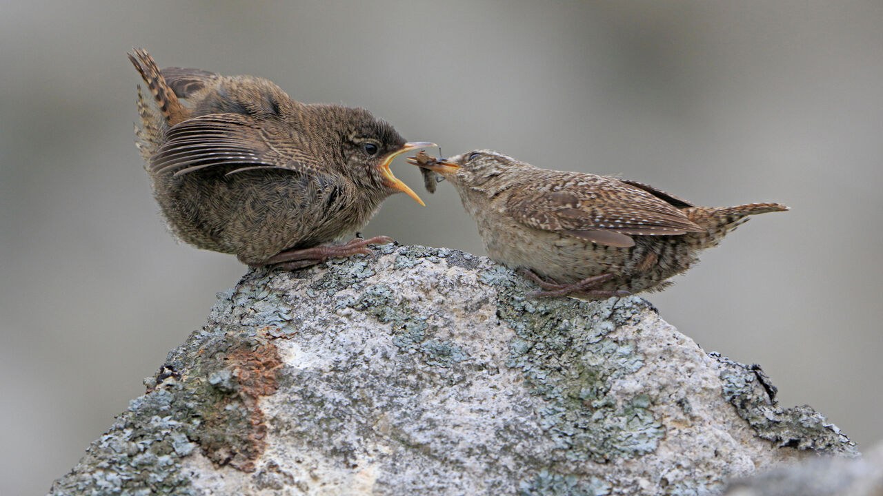Some Scottish wrens are a striking case of “island syndrome”