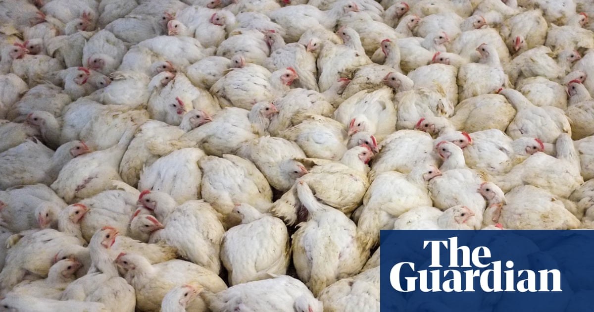 Global boom in livestock farming since 2006 is piling pressure on nature, report finds
