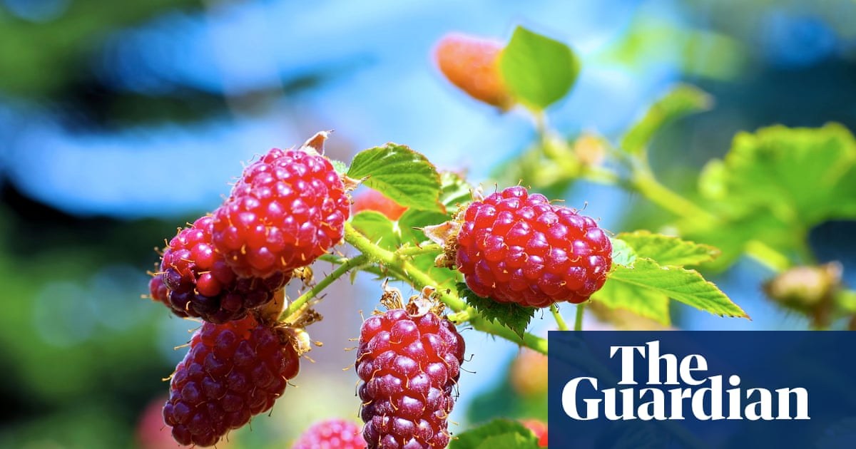 Got a sunny bed going spare? Tayberries offer great bang for your buck