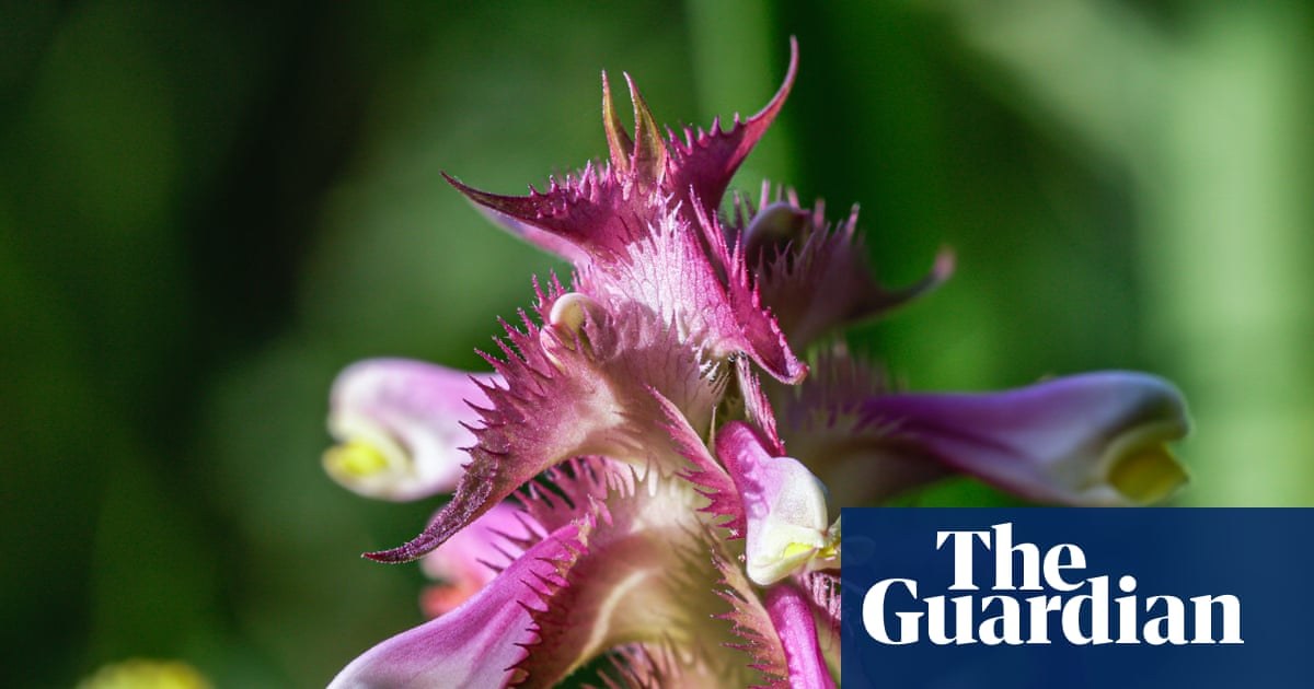 Country diary: A single act of care 40 years ago, and we have this splendid, rare colony