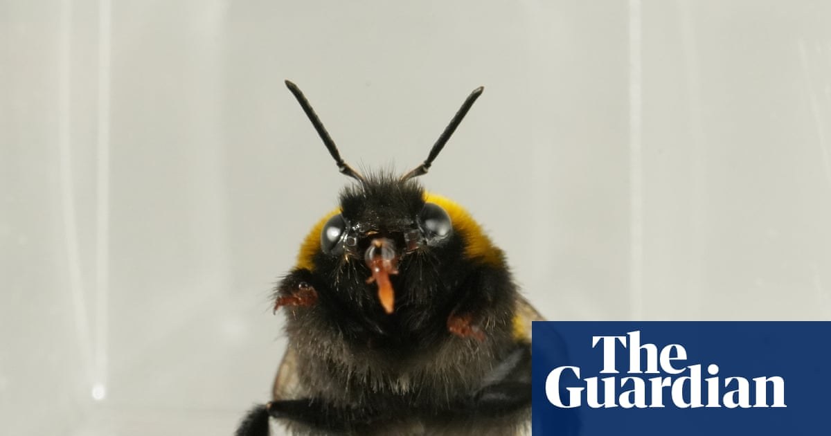 Do bees have inner lives? Slow-motion video reveals bumblebee behaviour similar to ‘liking’ or ‘disliking’