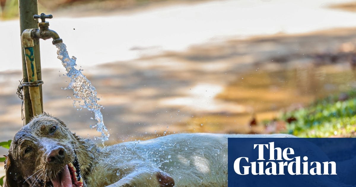 Pets can suffer heatstroke even when resting, UK vets warn