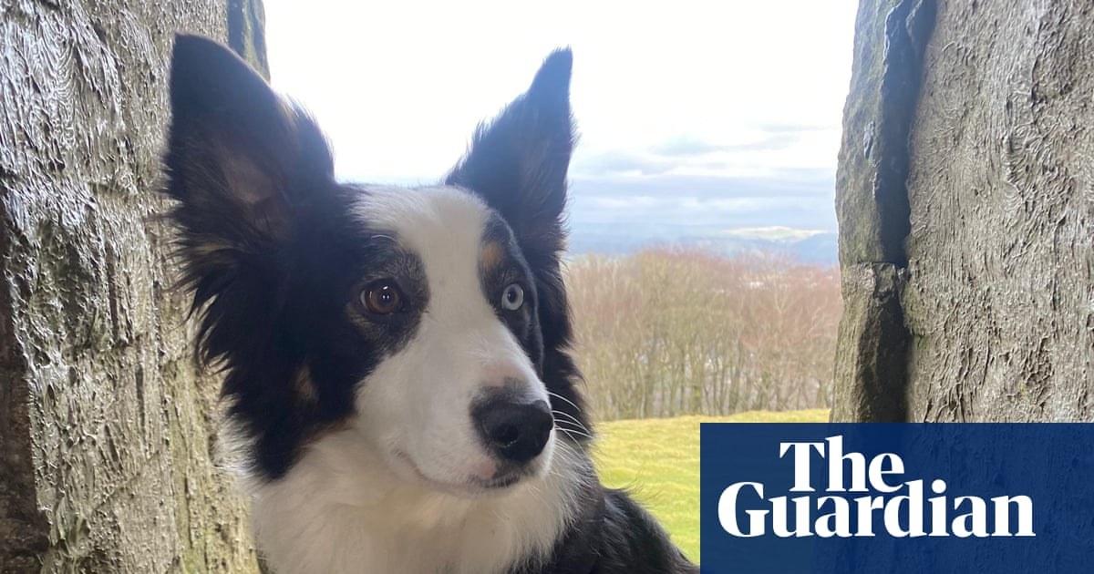 The pet I’ll never forget: Daisy the border collie, who swapped farm life for yoga and modelling