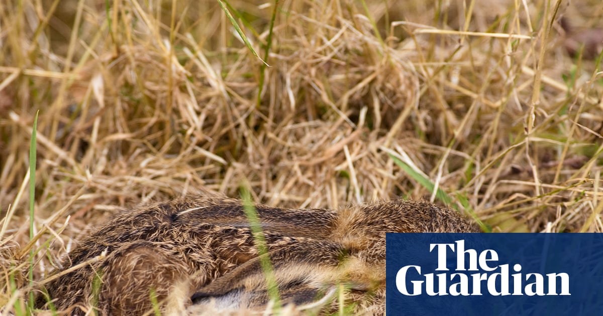 Country diary: Spot the young hare – they know how to make it hard