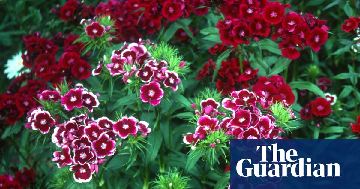 Never mind the garage forecourt – carnations deserve a place in your garden