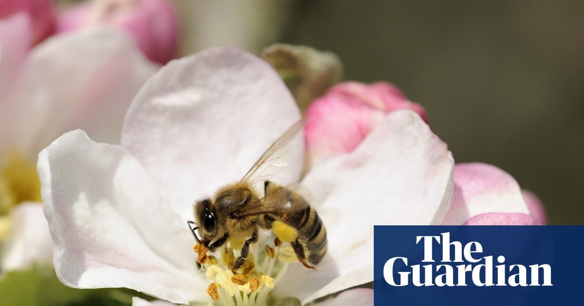 Food supplements could help bees cope with climate crisis, research suggests