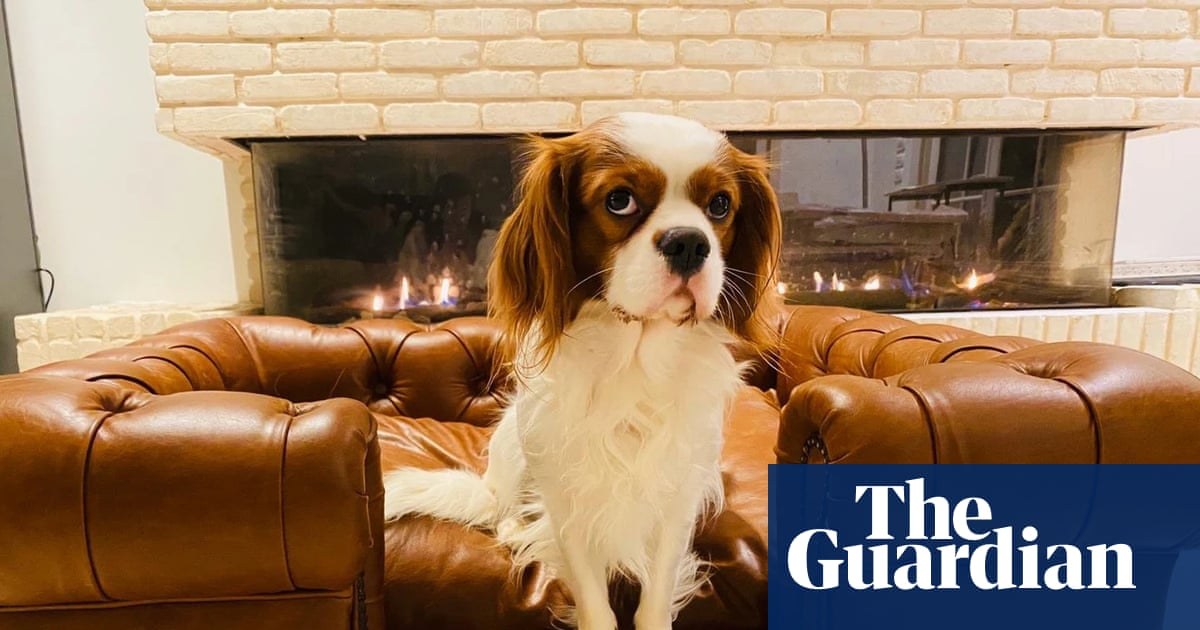 Barking mad: why would someone spend £28,000 on a home spa for their dog?