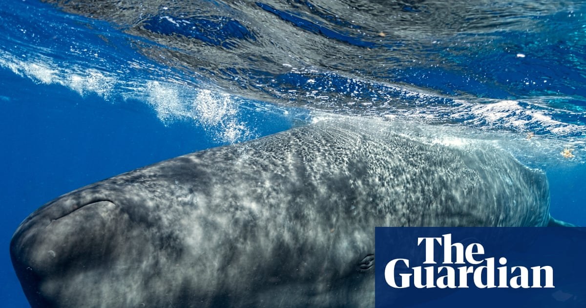 Sperm whales change ‘vowel’ sounds when boats are nearby, scientists discover
