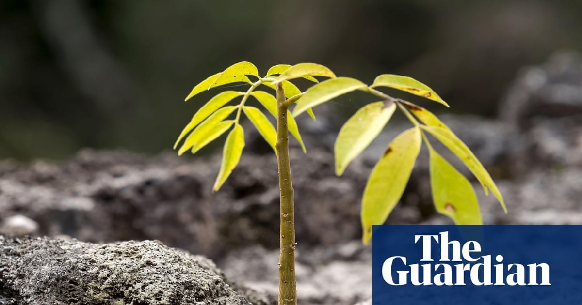 Legal logging and soaring saplings: the ‘green islands’ bucking the deforestation trend in central America