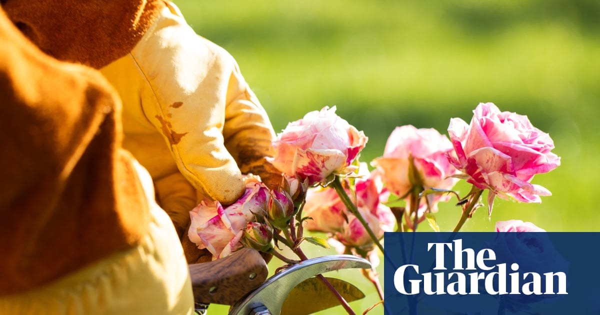 I used to be intimidated by roses. But they are not as high-maintenance as you think