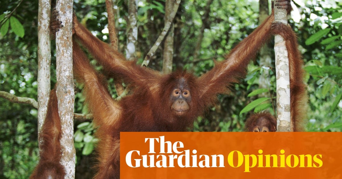 For parents staring down the barrel of six weeks’ childcare: take a tip from orangutans