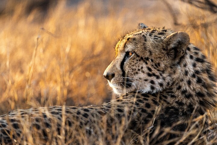 53 hours: Inside the largest cheetah relocation ever attempted