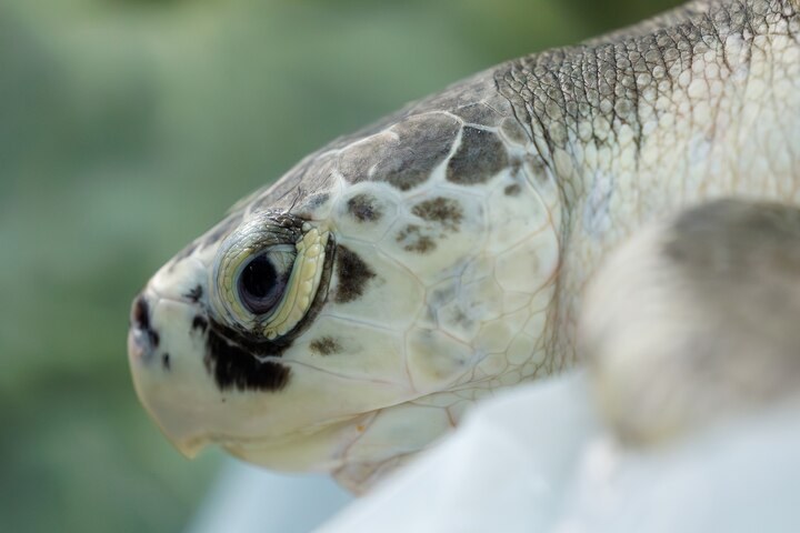 Why the most endangered sea turtles in the world are getting stranded very far from home