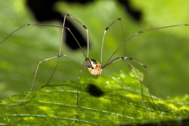 Why daddy longlegs are one of the most misunderstood creatures