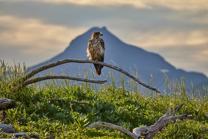 What proposed changes to the Endangered Species Act mean for wildlife