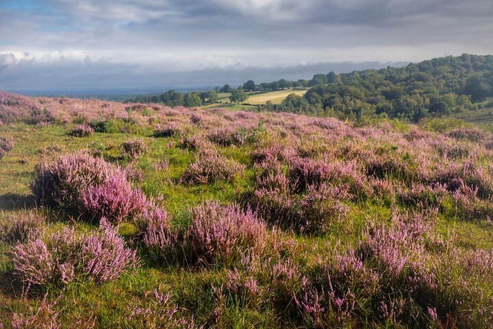 Follow Winnie-the-Pooh’s trail in the real Hundred Acre Wood