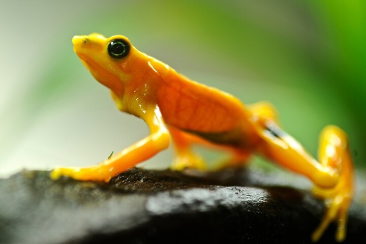 The curious quest to make this frog poisonous again