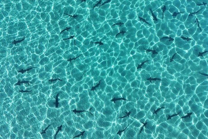 These scientists want to create a shark ‘forecast’ for your next beach trip