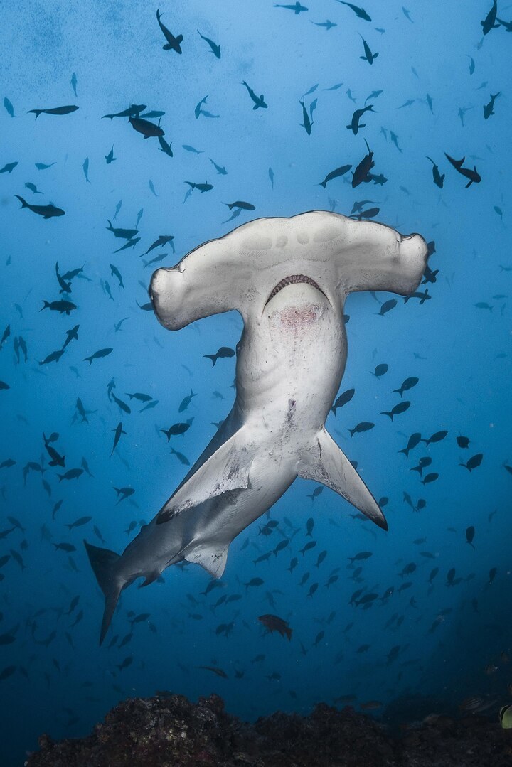Hammerhead Sharks Up close