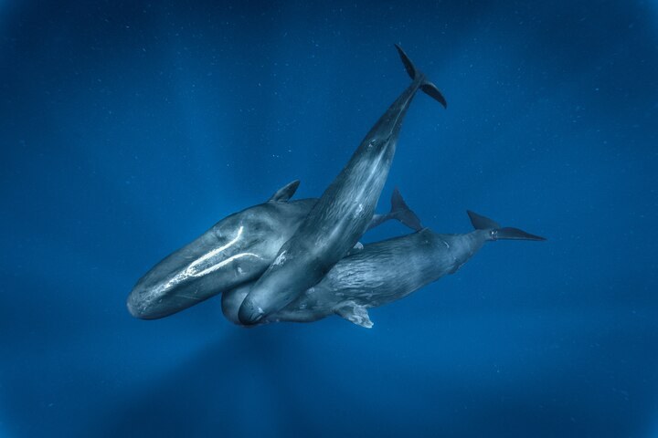 When ships are nearby, sperm whales change their calls