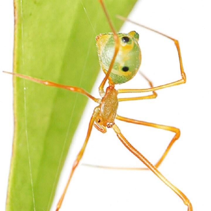 Watch this new spider species launch ants right into its web