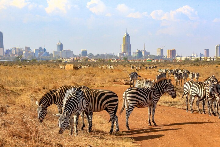 Why urban safaris are on the rise and where to try one
