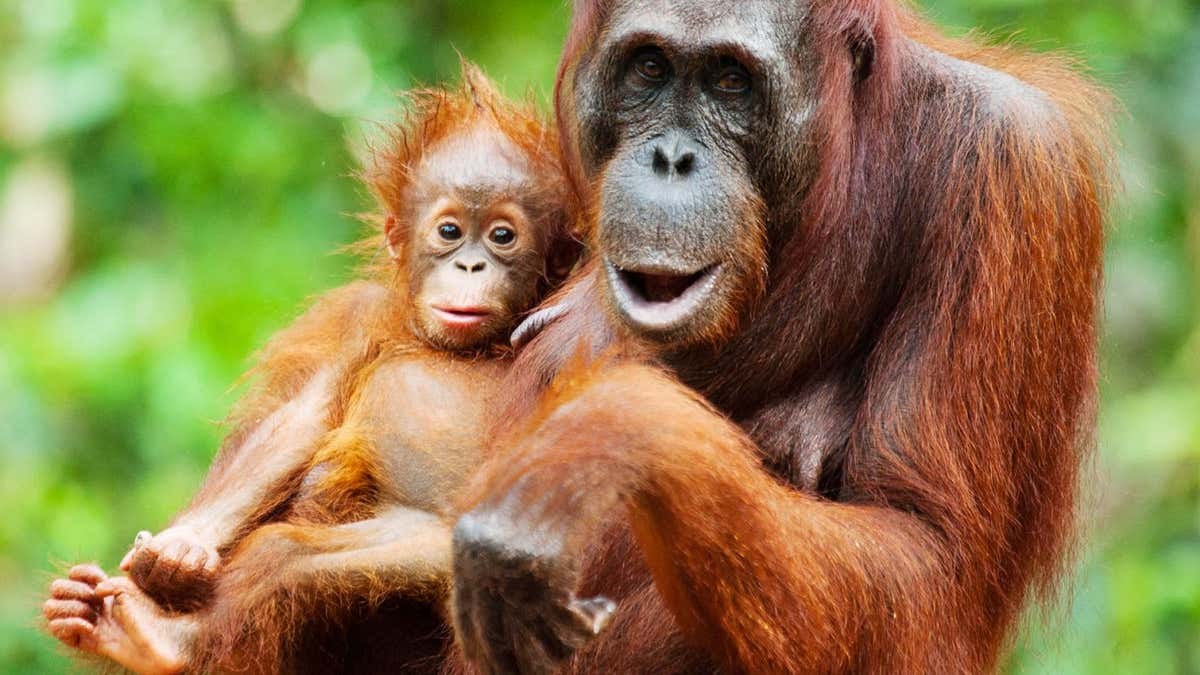 Orangutan mothers seem to plan playdates for their offspring