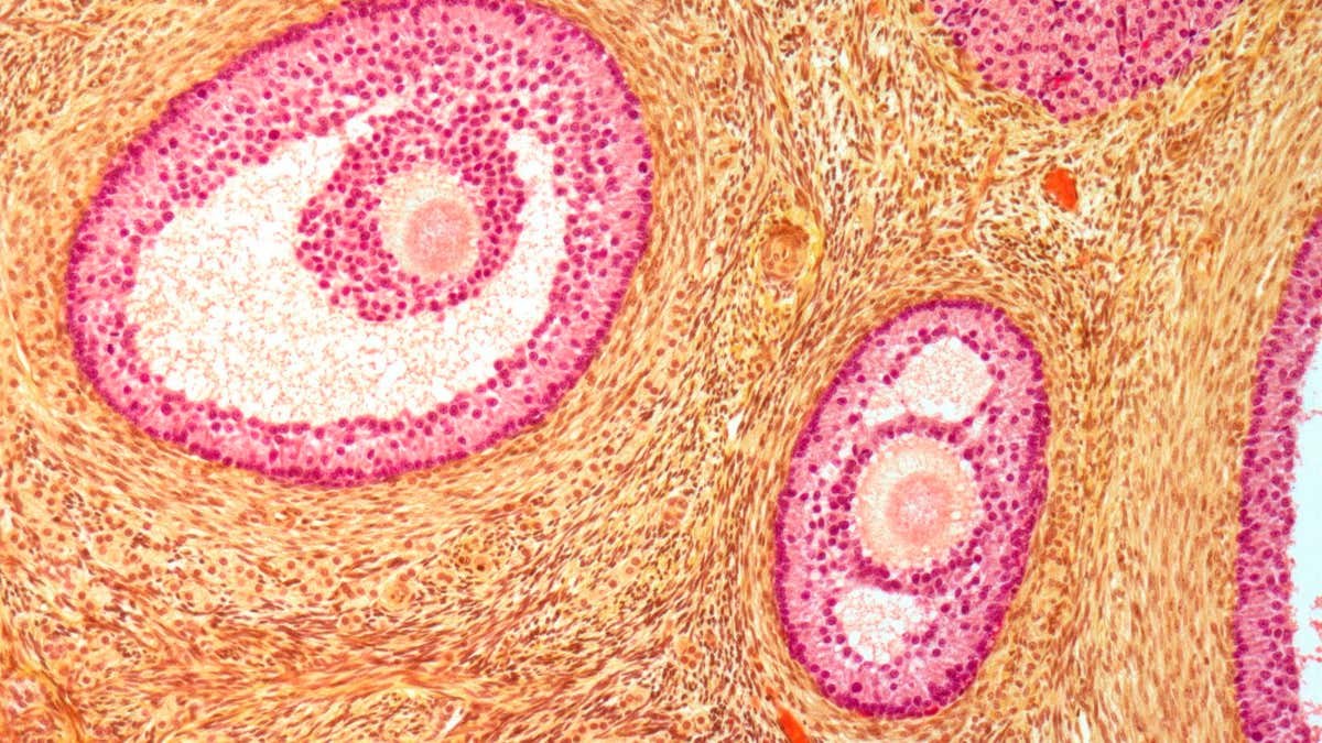 Our fertility window could be extended by making ovaries softer