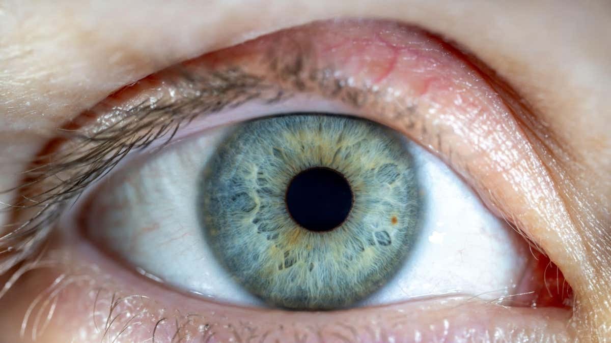 Resuscitated human retinas respond to light 10 hours after death