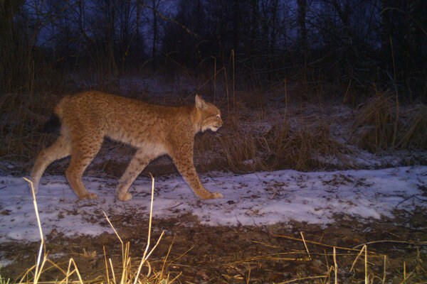 Russia Captured Chernobyl. The Wildlife Cameras Kept Recording.