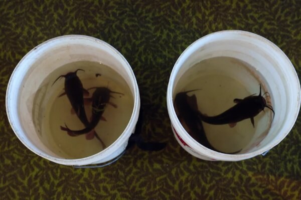 Deep in This Lake, a Contagious Cancer Is Spreading