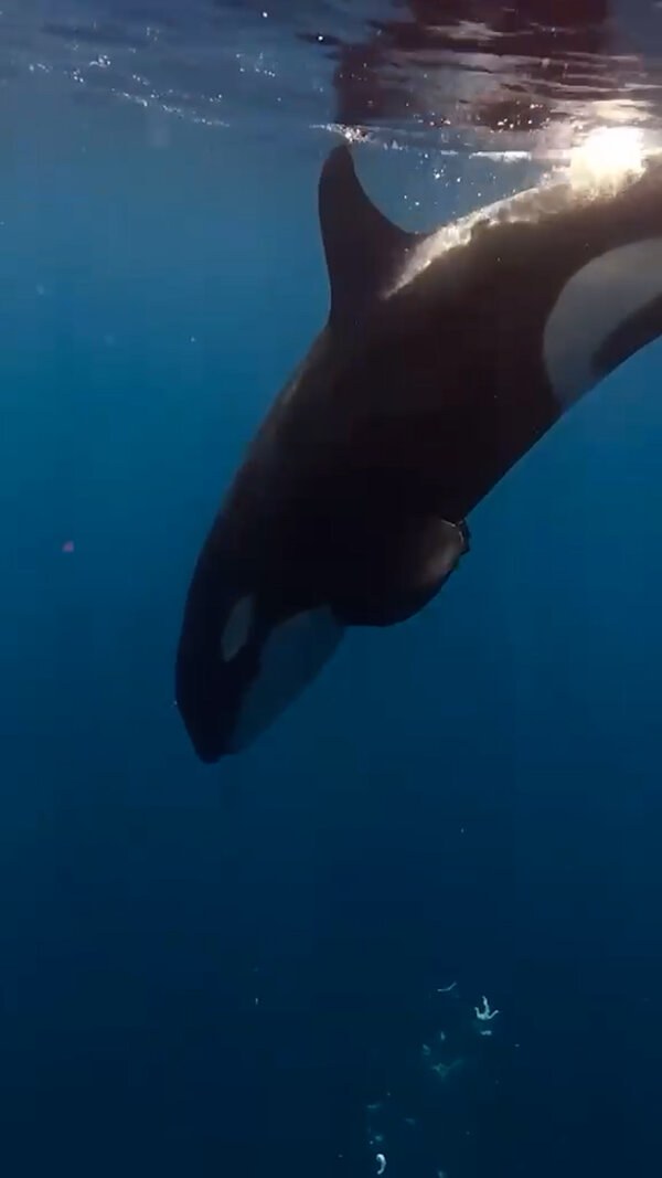 How to Eat a 2,000-Pound Fish? These Orcas Choose to Pulverize It.