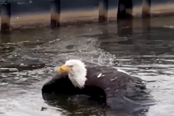 Jackie, Bald Eagle and Webcam Star, Is Recovering After an Attack in California