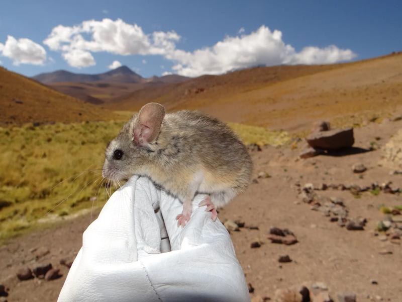 These absurdly cute mice live at higher altitudes than any other mammal—here’s how they do it