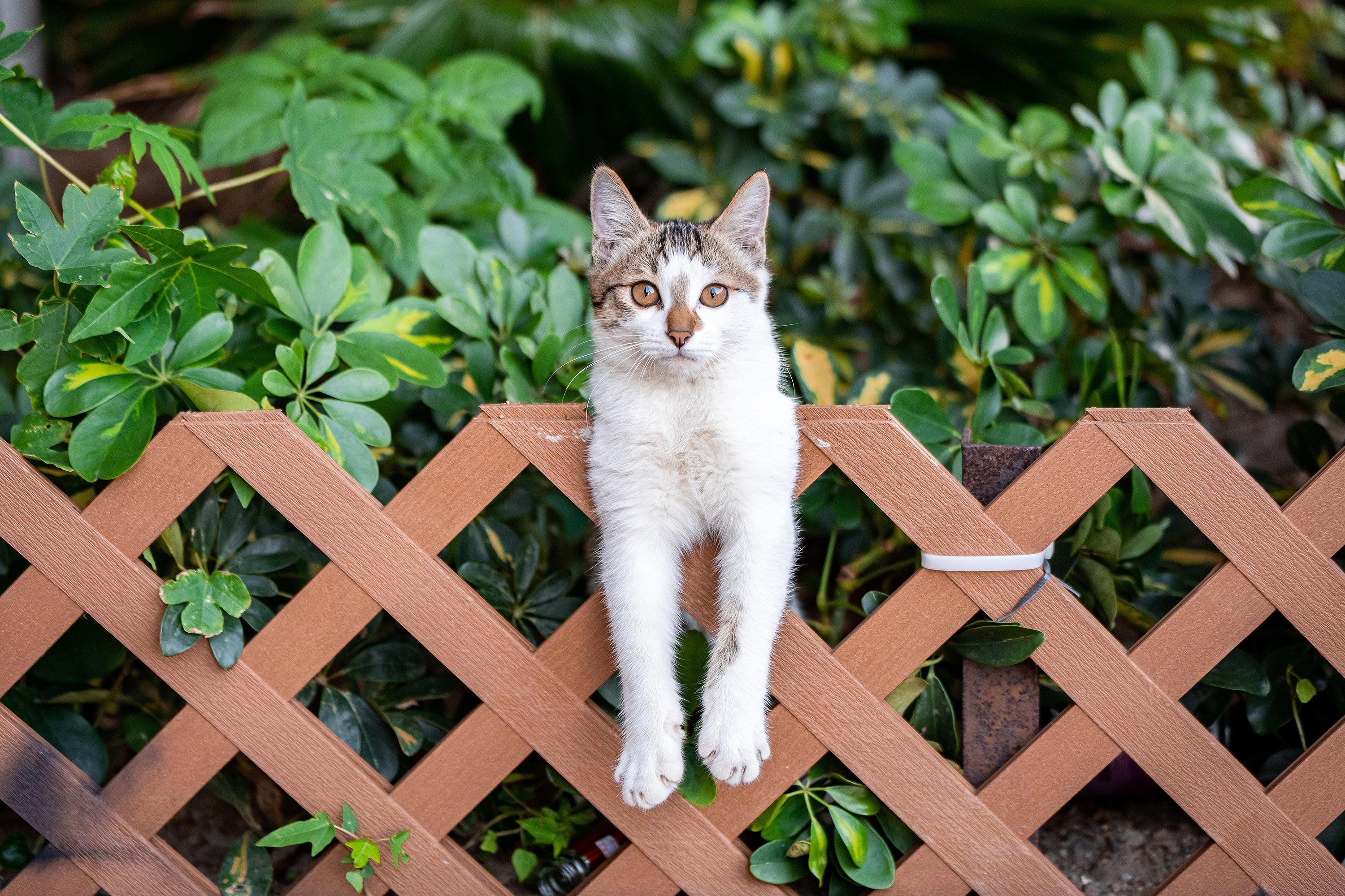 Is it a problem for cats to eat insects? Researchers are probing feline diets to find out