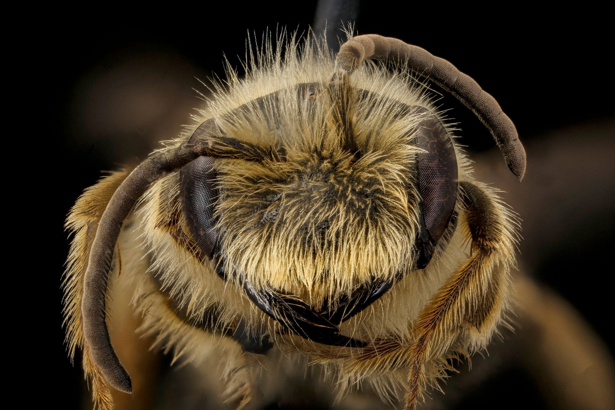 Can bees sense magnetic fields?
