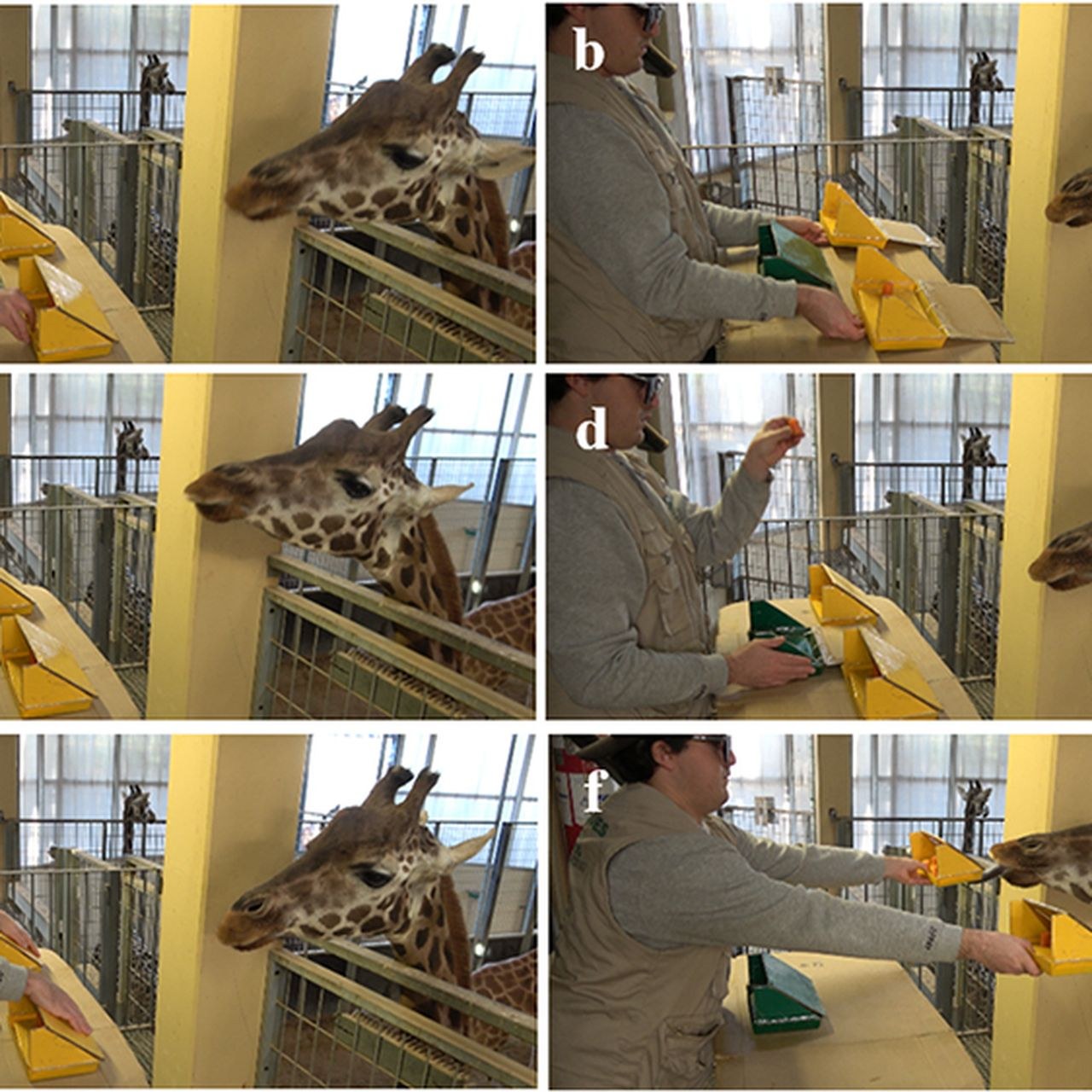Giraffes Might Be Even Smarter Than We Thought. Some Can Solve Simple Math Problems, a New Study Suggests