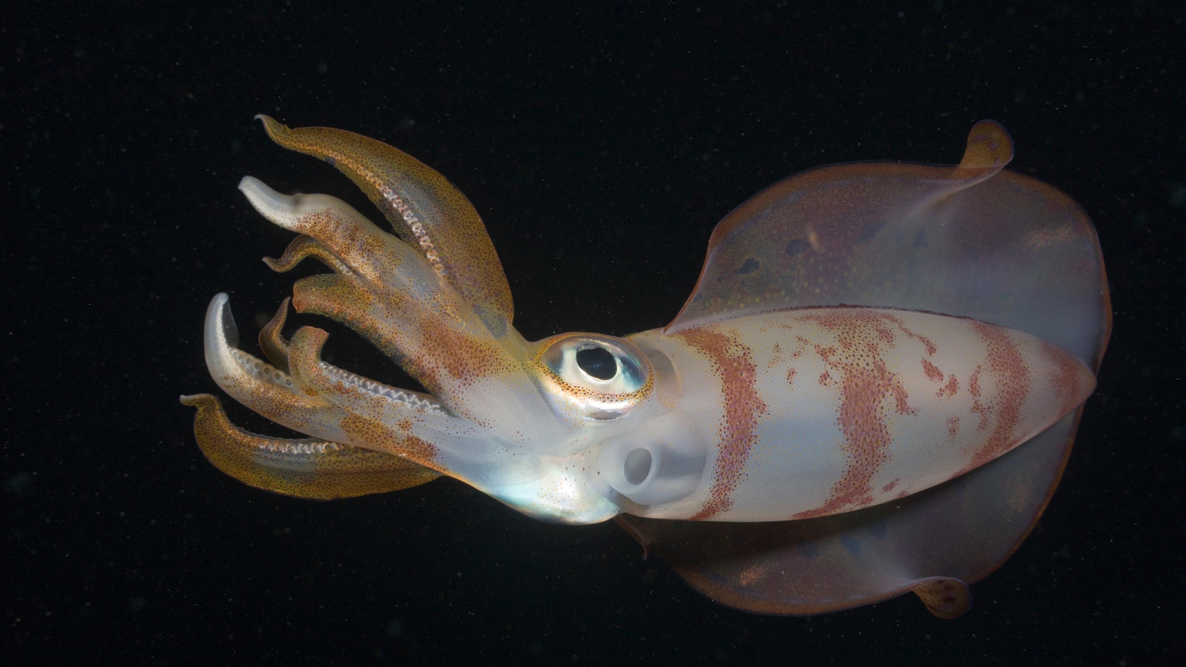 Climate Change Could Shrink the Brain of One of the Ocean's Most Intelligent Creatures