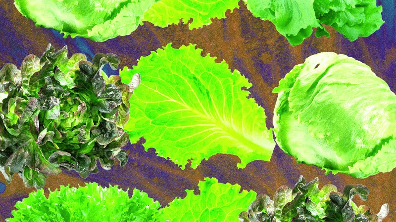 Why Lettuce Is Always Making People Sick