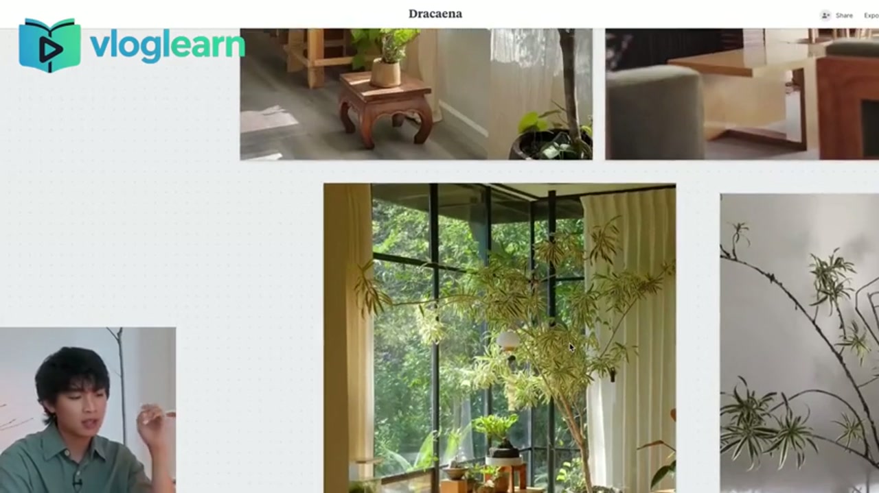 个性植物挑选：为什么我更爱耷拉的龙血树