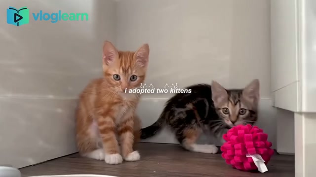 双倍的可爱冲击：Emma领养两只小猫的幸福准备过程